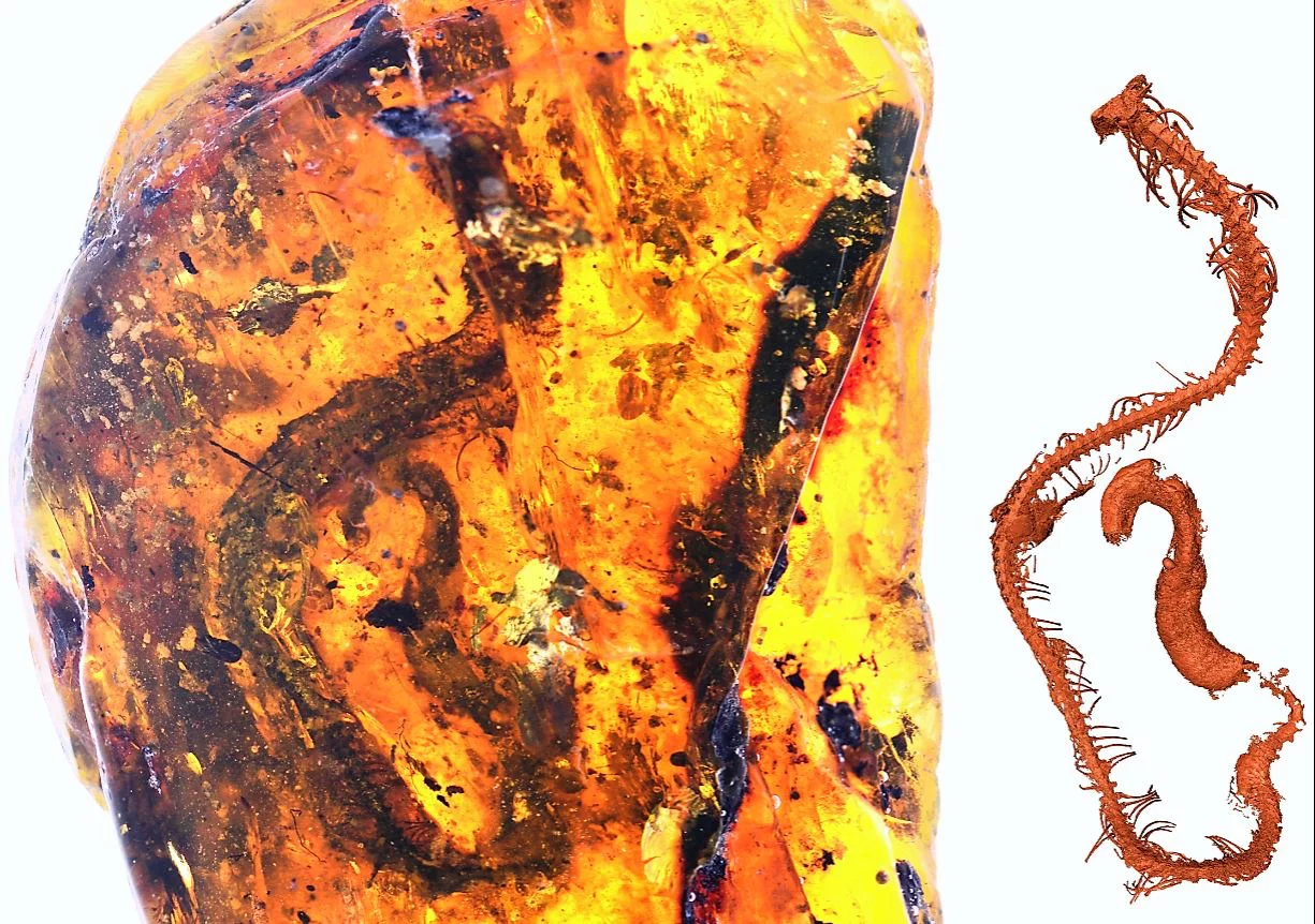 The amber fragment containing the baby snake, and 3D digital reconstruction of its skeleton