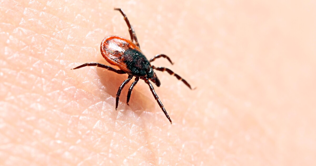 New mRNA anti-tick vaccine may protect from more than just Lyme disease