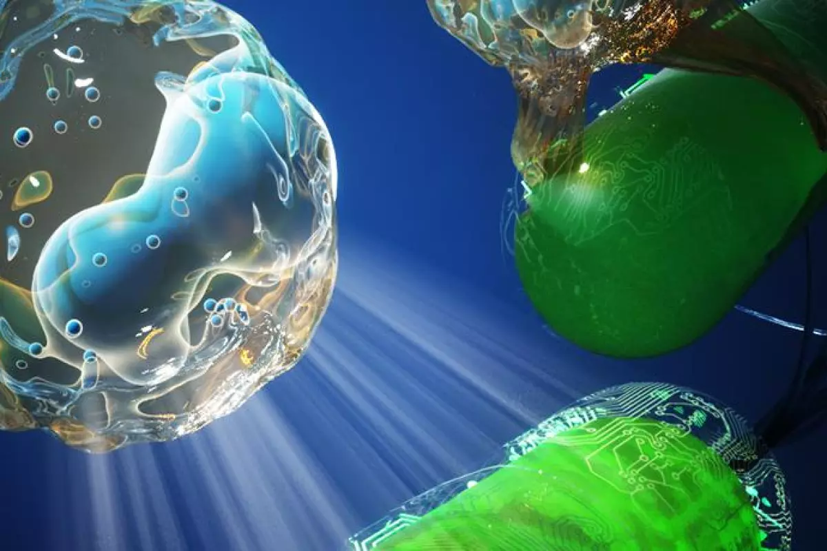 An artist's impression of an invisibility cloak, protecting bacteria (in green) from the immune system