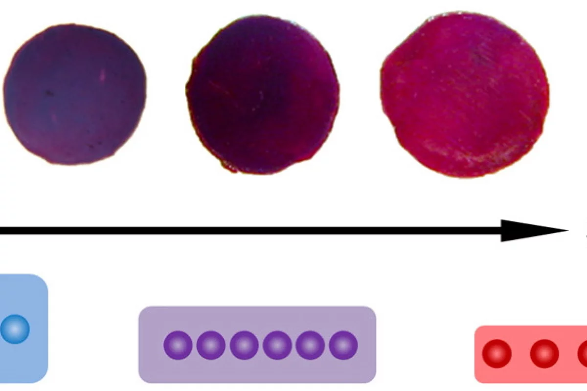The polymer film changes in color from blue to red as pressure is applied