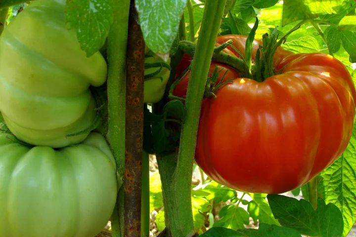 An aerosol application of nanonutrients has significantly boosted the growth and antioxidant level of tomato plants