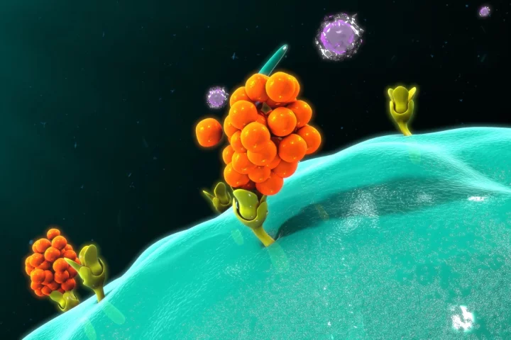 Cancer immunotherapy could be improved by adding proteins that bind molecules to cancer cells like Velcro