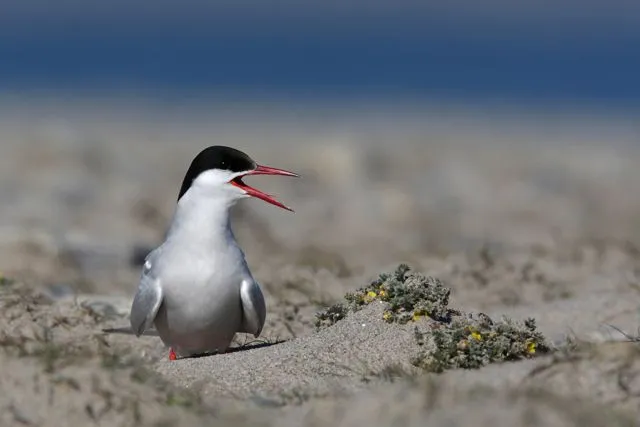 An Arctic tern at Sand Island, High-Arctic Greenland
