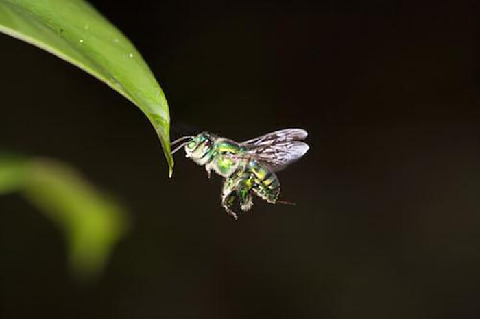 The scientists studied the green orchid bee in action, discovering that the insect gauges the light intensity piercing through holes in the rainforest foliage to work out whether or not they are large enough to travel through