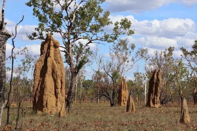 Cathedral termite mounds in northern Australia