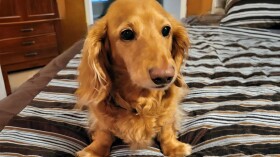 Ten-year-old Winston was the thousandth participant in the longevity drug trial