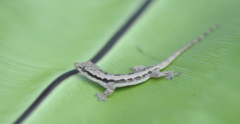 An Asian flat-tailed house gecko on a rainforest leaf