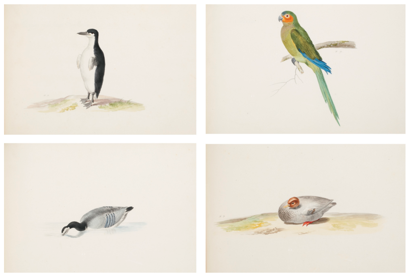 Pieter Holsteyn II (1614 – 1673) worked closely with his father, Pieter Holsteyn the Elder, in producing fine gouaches and watercolor natural history portraits and botanicals and grew to become one of the a Dutch Golden Age watercolor masters. His particular skill was the delicate, but detailed depiction of many of the new and exotic species being returned to Amsterdam from the voyages of the Dutch East India Company. The particular book is extremely rare as most of the natural history albums produced in the 17th century have long since been broken apart and the images sold piecemeal. The book is renowned for its famous illustration of the now extinct White Dodo.