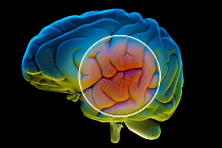 Lowering levels of a protein linked to iron in the brain could be a new way to reverse age-related memory loss