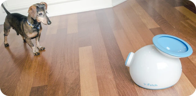 A dog playing with the iFetch device