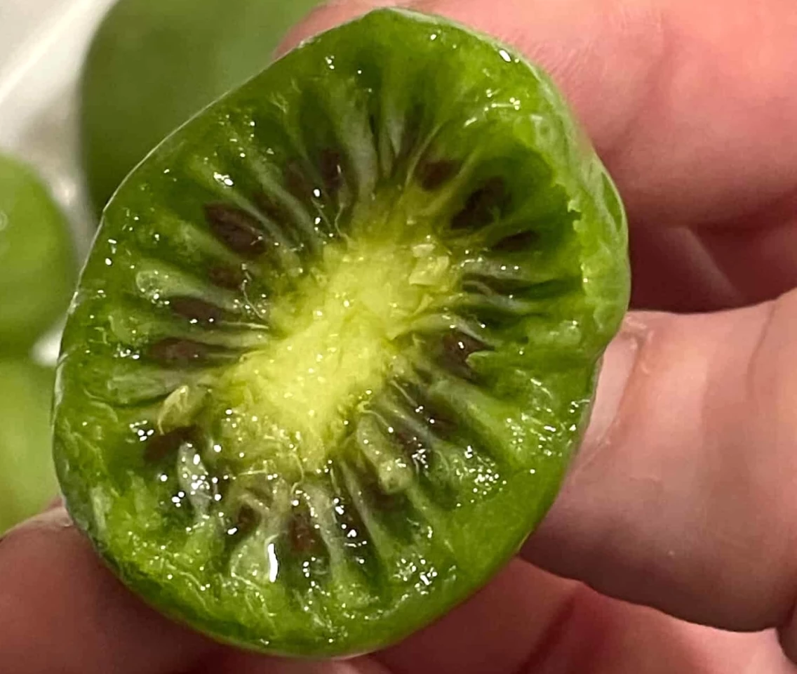 I have tiny hands, so you can see the size of the kiwiberry a little more clearly in this context