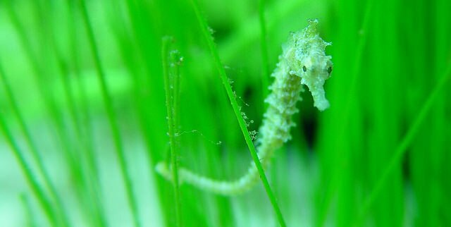 A seahorse