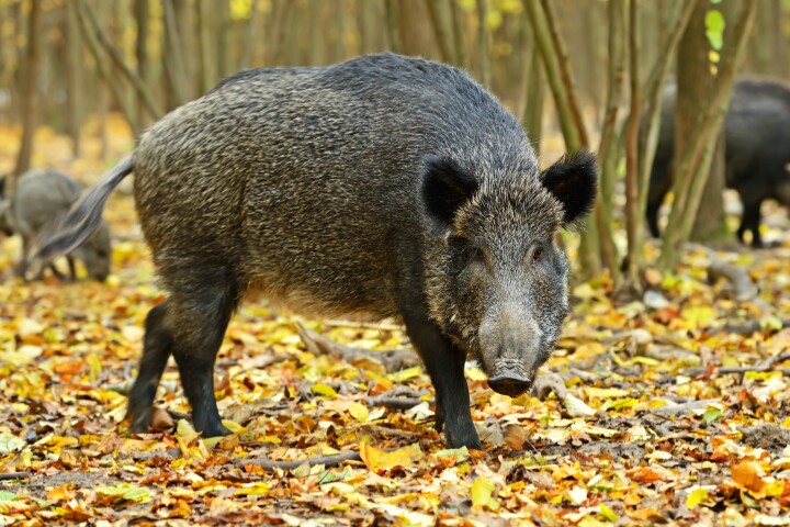 The radioactive contamination of wild boars in Germany and Austria has led to an overpopulation issue in some areas, as their meat is considered unsafe for human consumption