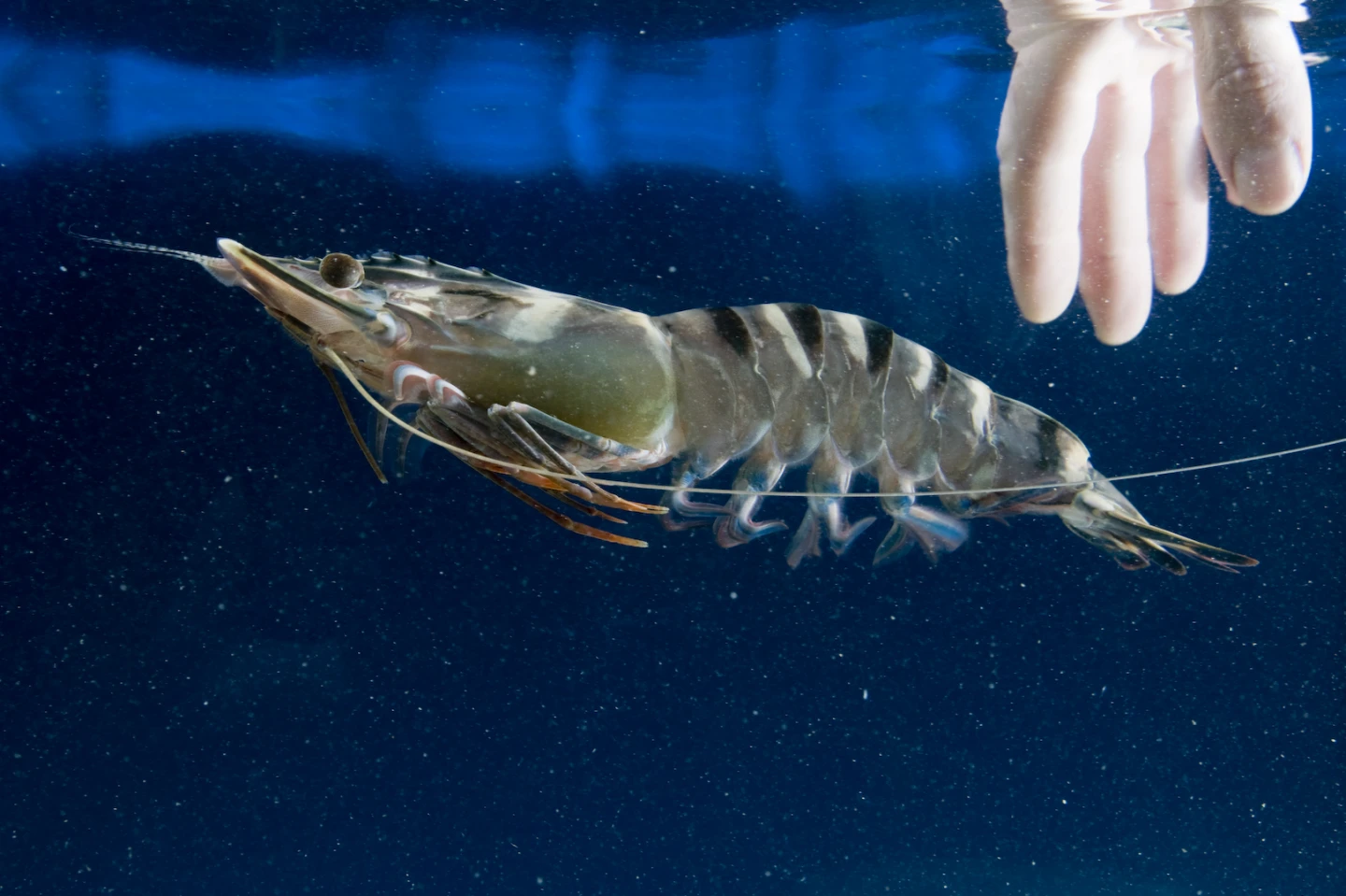 Novacq has been successfully tested on black tiger prawns at an Australian farm (Photo: CSIRO)