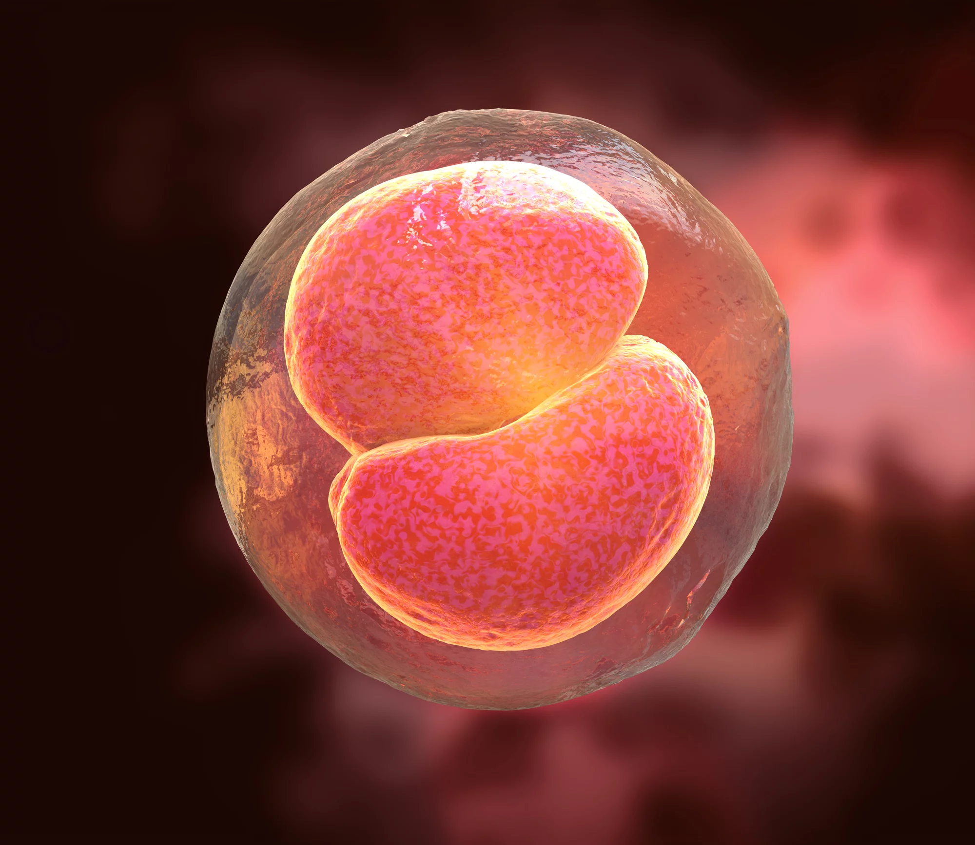 A new study has found a way to return pluripotent stem cells to a totipotent state, potentially allowing organisms to be grown without needing sperm and eggs