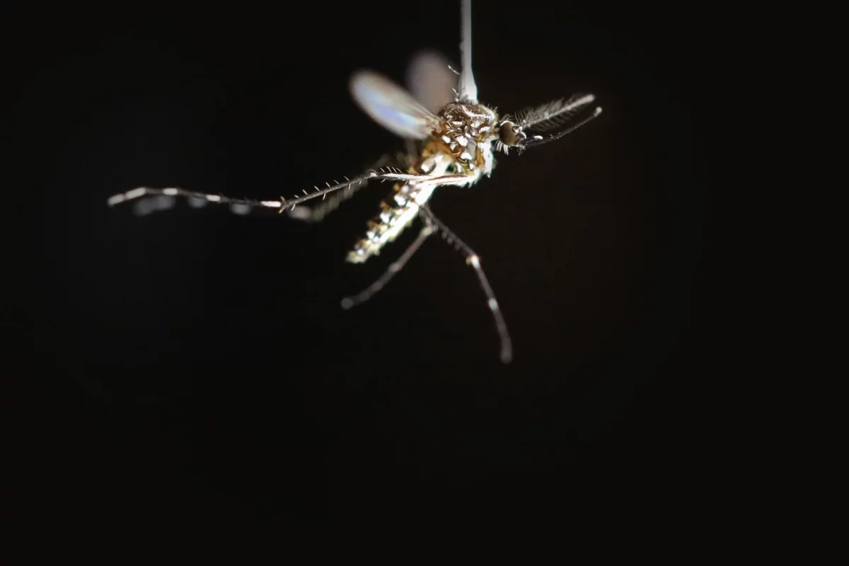 Learning about the decision-making habits of mosquitoes can have important ramifications, and not just for making summer barbecues more comfortable