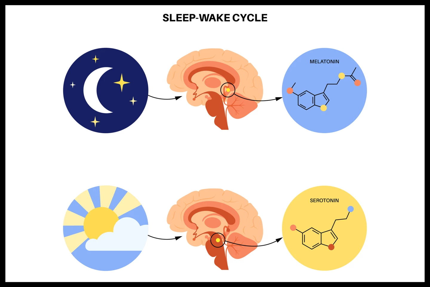 Depiction of the circadian rhythm or sleep-wake cycle