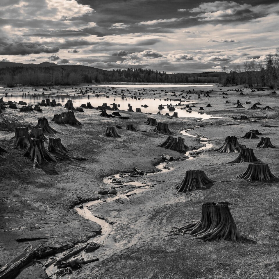Stumps exposed from the water levels on the manmade Alder lake on the Nisqually River Dam, Washington - Overall winner in the Landscape category