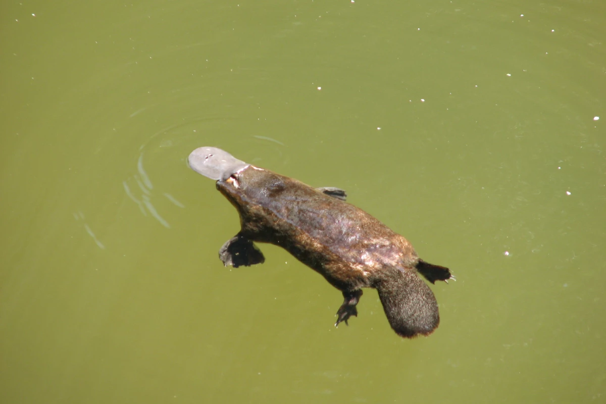 It is estimated that by 2070, extinction of local platypus populations will have occurred across about 40 percent of the species’ range