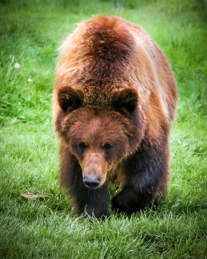 Grizzly bears’ muscles manage to survive hibernation virtually unharmed