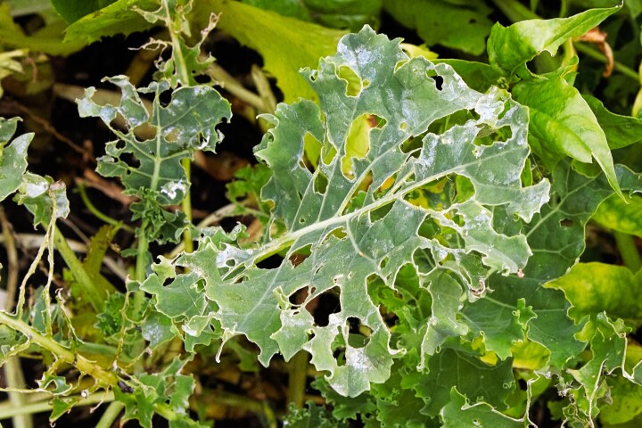 By monitoring a few sensor-enhanced plants in a field, farmers could be warned of emerging problems such as insect infestation (pictured) while it's still early enough to save the crop