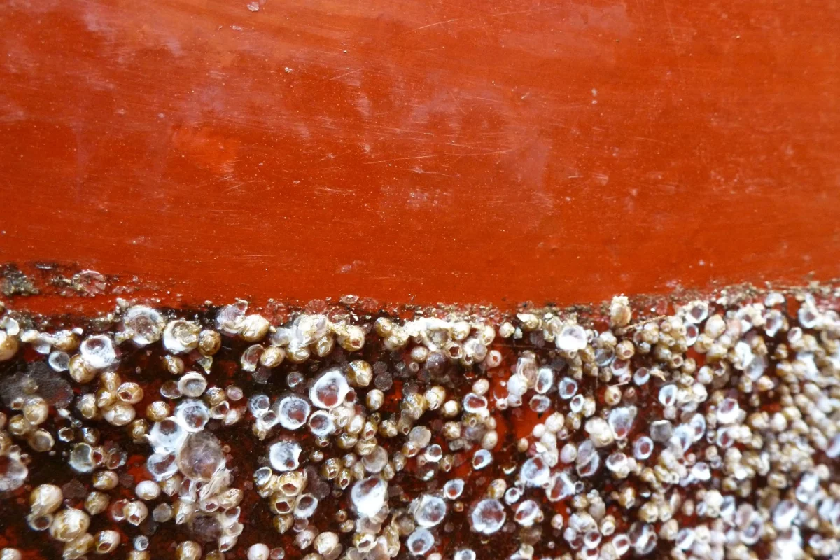 Biofouling organisms are easily brushed off of the new paint