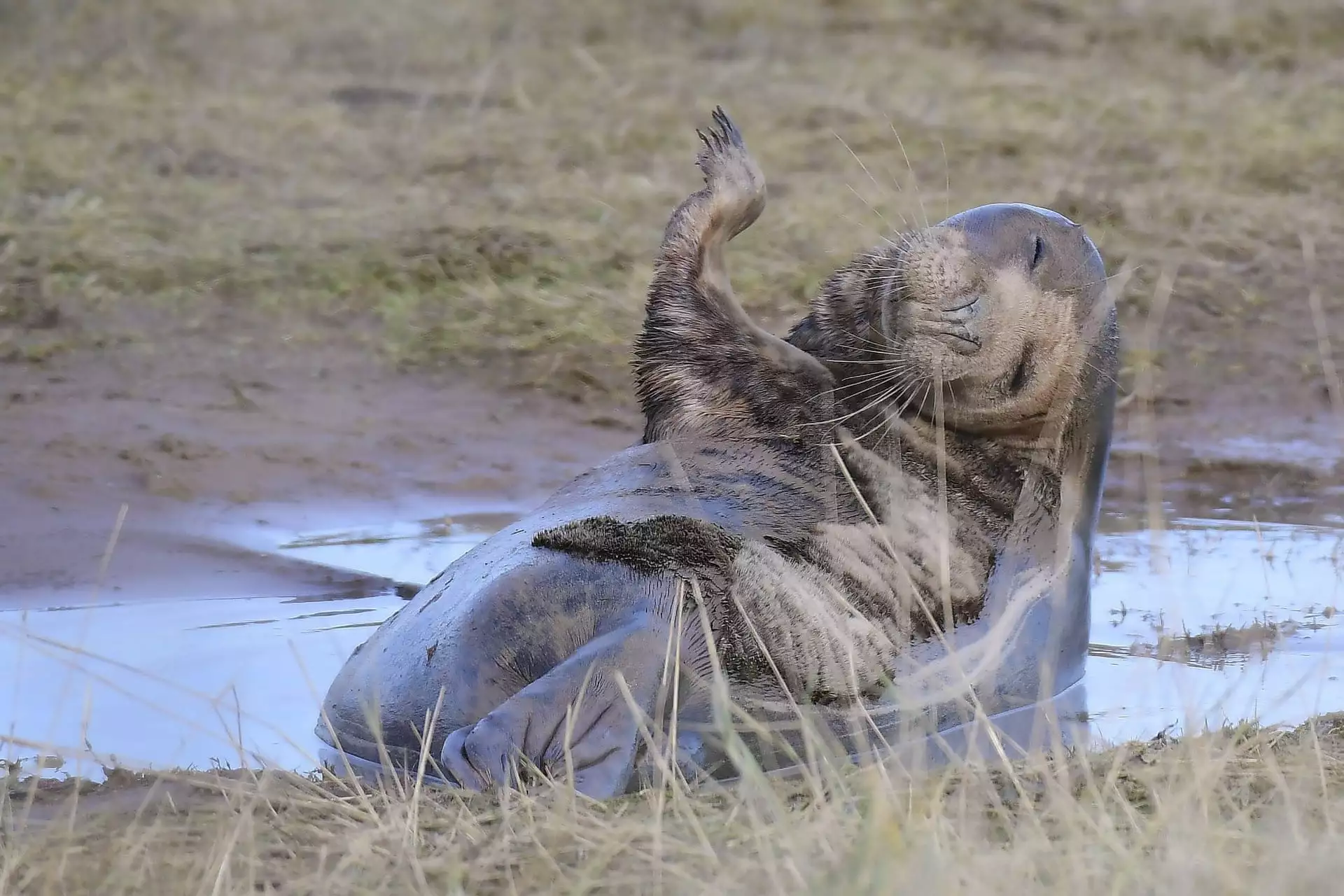 Mammal Comedian Award, "Grey Seal"