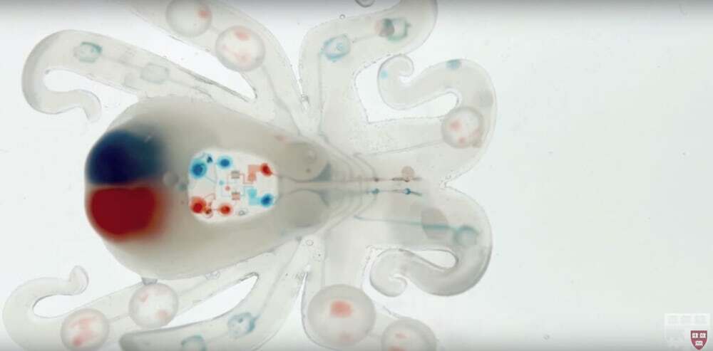 The Octobot was inspired by - you guessed it - an octopus