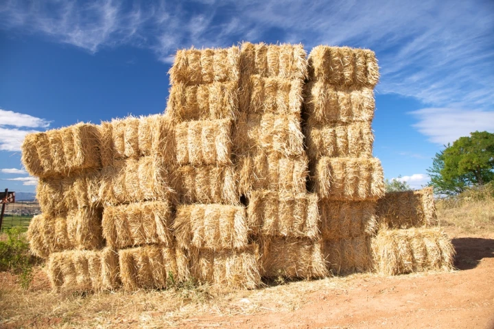 A Hong Kong company is selling 100% biodegradable fast food containers, made from waste straw left over after wheat harvesting (Photo via Shutterstock)