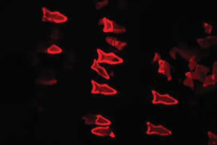 As PDA nanoparticles in the microfish bodies bind with toxins, the microfish turn fluorescent red