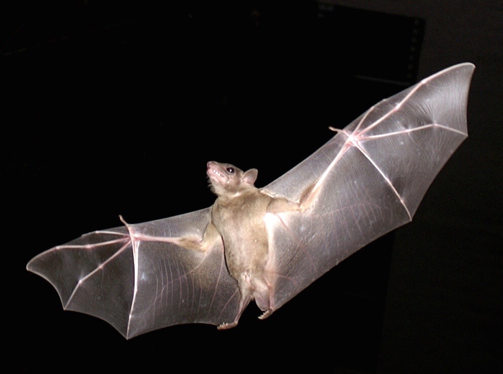 Shapeshifting drone wings inspired by bats