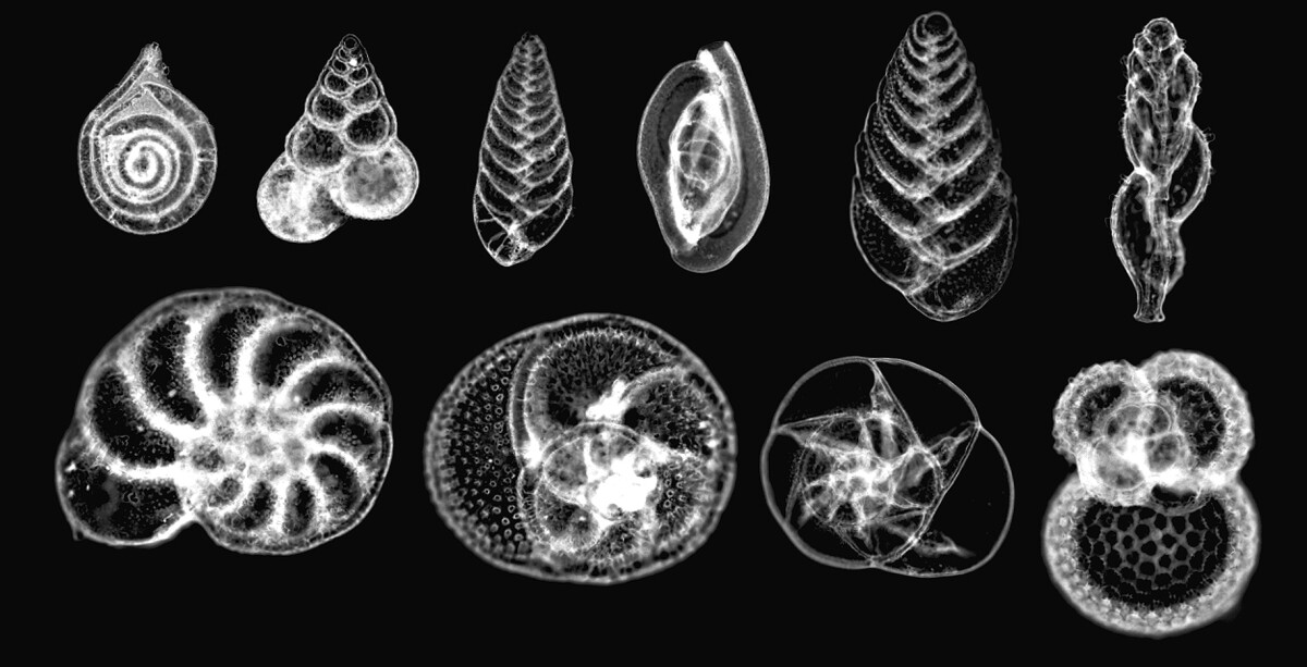 A photomicrograph showing species of foraminifera