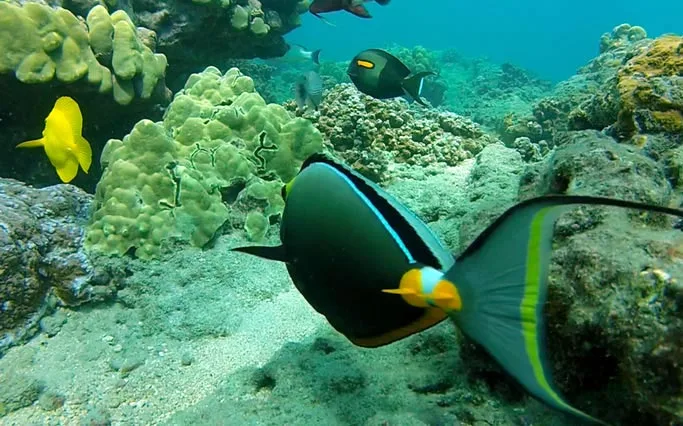 An image shot using GoPro's new Dive Housing