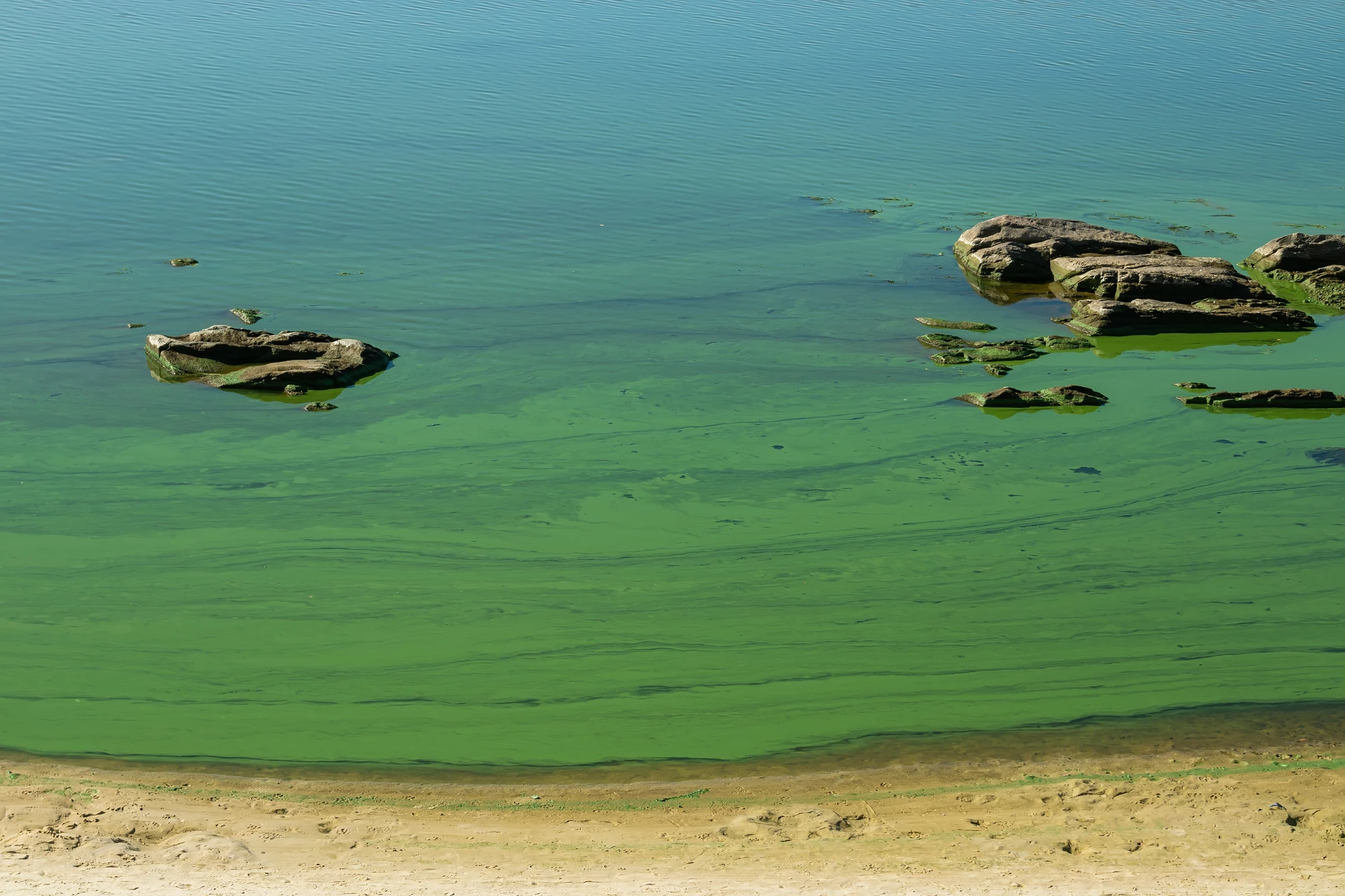 Some types of cyanobacteria (aka blue-green algae) produce toxins which can poison humans or other animals that ingest water in which they’re present