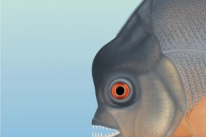 Although it evolved along similar lines as the piranha, Piranhamesodon pinnatomus is not thought to have been related to the present-day fish