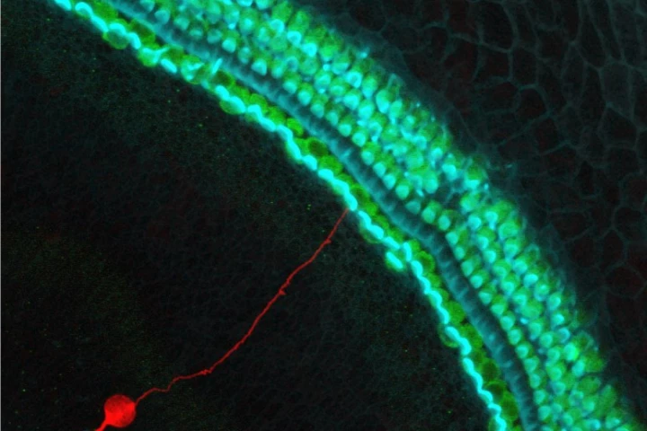 A stem cell-derived neuron grafted onto a mouse cochlea in the inner ear that lacked neurons – the new neuron is marked red, hair cells that convert sounds into neural signals are green and hair bundles are blue