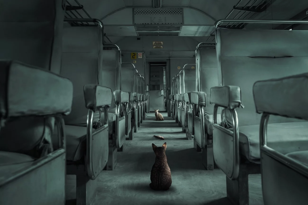 Creative Photo Awards. Runner-Up, Animals/Pets. 'Who Owns The Fish'