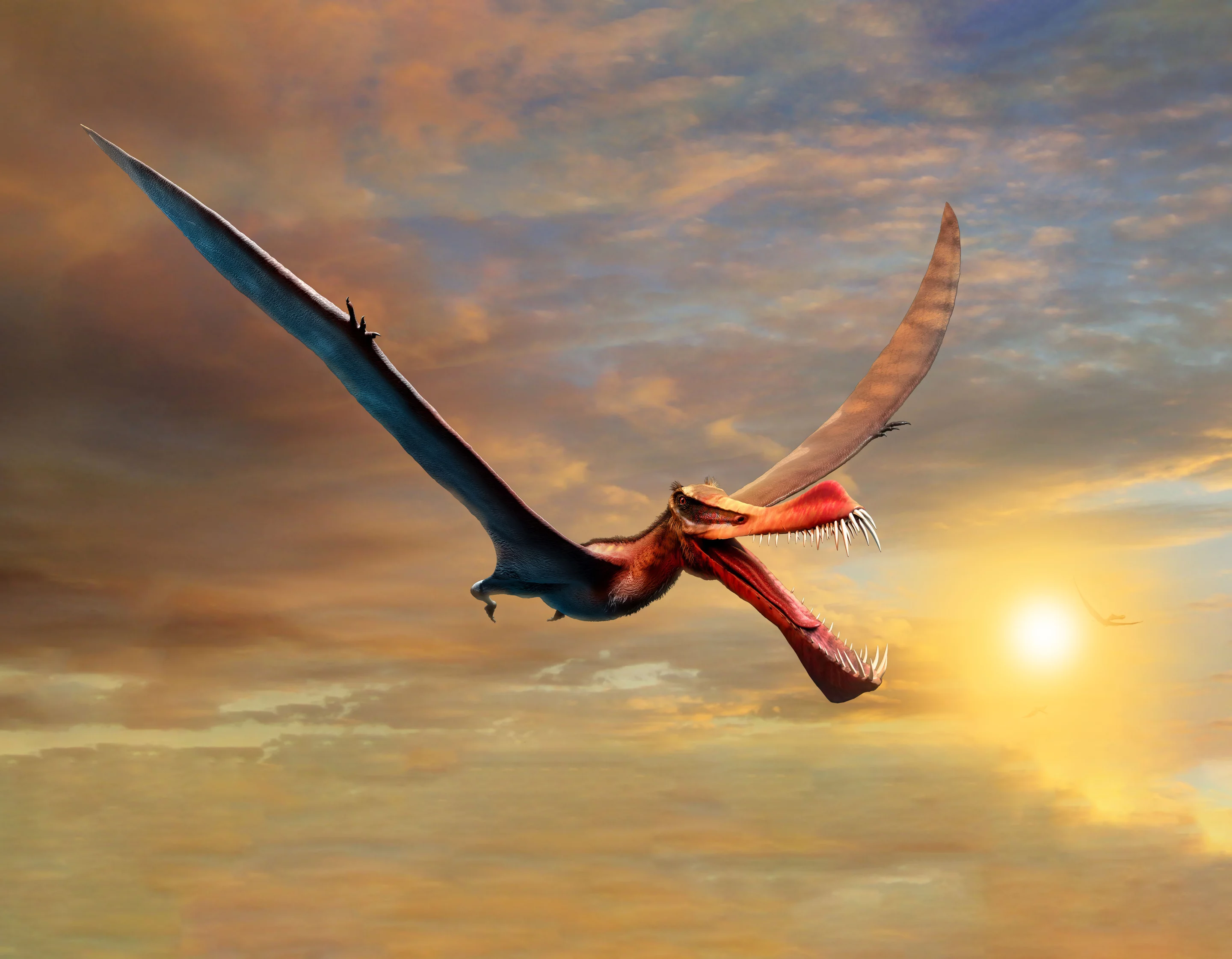 An artist's impression of Thapunngaka shawi, which was the largest known flying reptile in Australia