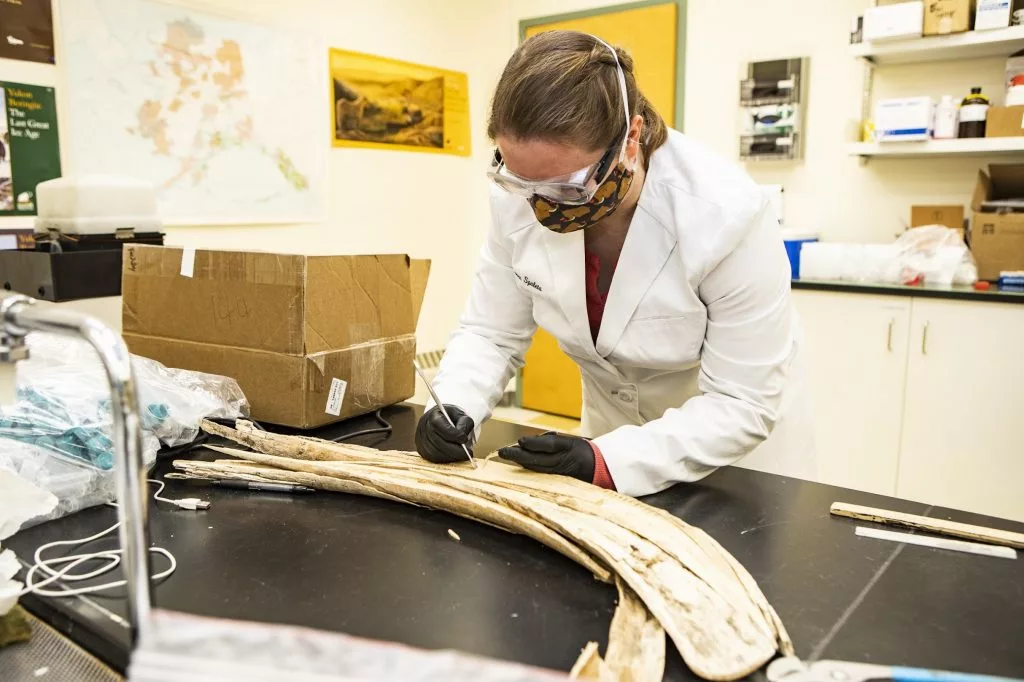 Karen Spaleta, deputy director of the Alaska Stable Isotope Facility and co-author of the study takes a sample from a mammoth tusk found at the Swan Point