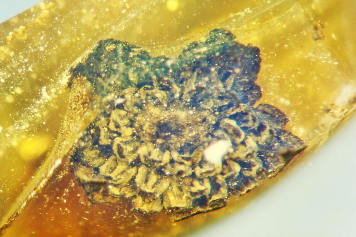 "Amazing" new species of flower discovered in 100millionyearold amber