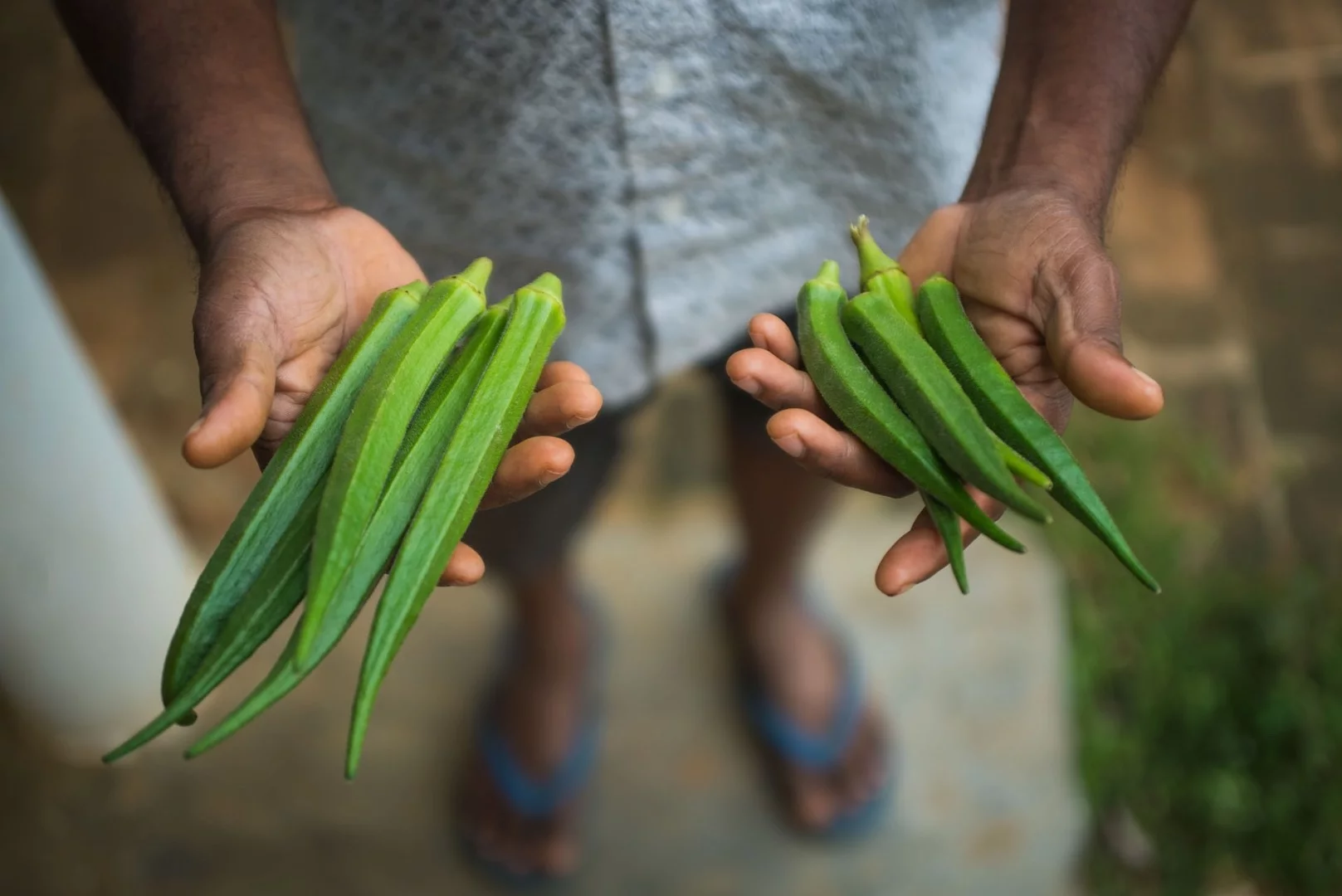 2nd place in the People and Skills category shows two separate Okra crops, with the larger fruits on the left coming from the automated irrigated crop and the fruit on the right coming from the manually irrigated crop