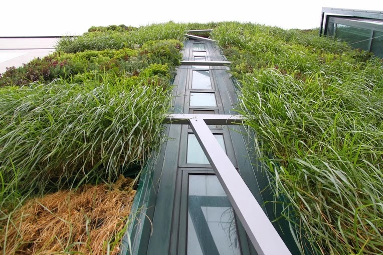 The frame provides support for climbing plants