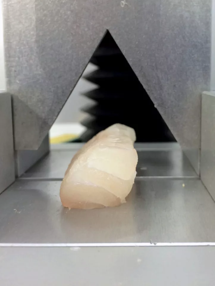 The texture of the fish was tested by measuring the shear force required to cut through pieces of filet