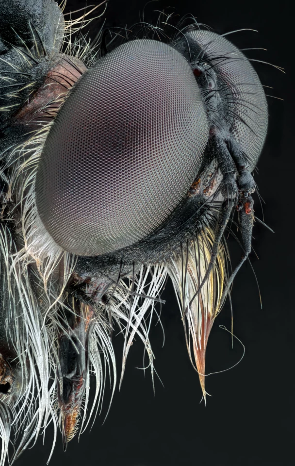 The subject is lit via four flashes triggered by a homemade controller. Each image is a composite of between 200 and 600 individual pictures stacked and stitched together