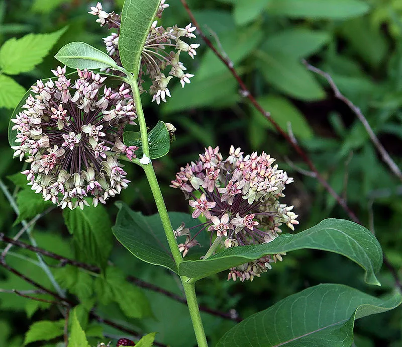 The common milkweed plant