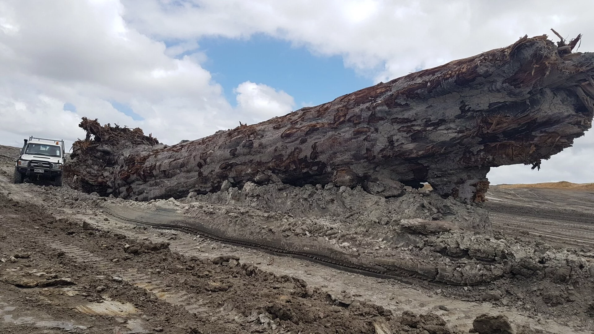 Another look at the ancient tree unearthed in New Zealand
