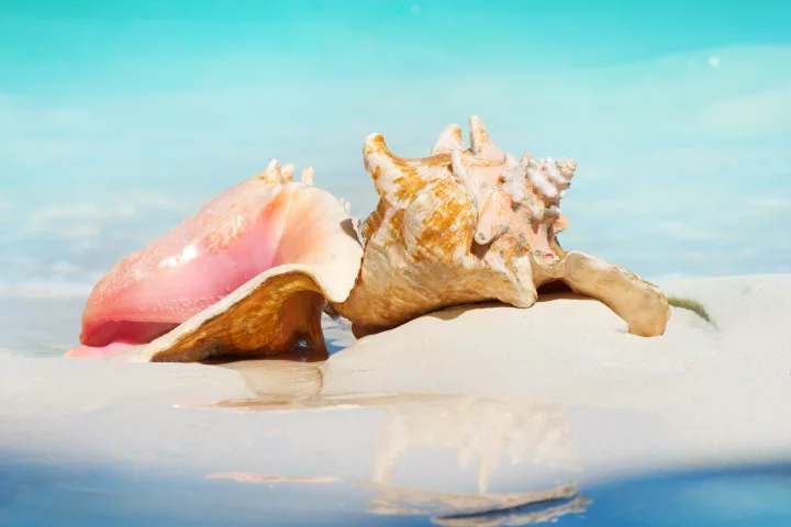 Conch shells may be pretty, but they're also tough