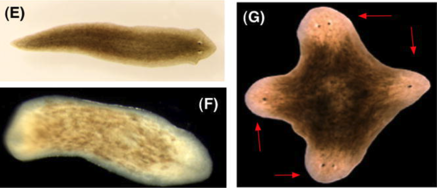Normal, zero-headed and four-headed planarian flatworms – all are viable
