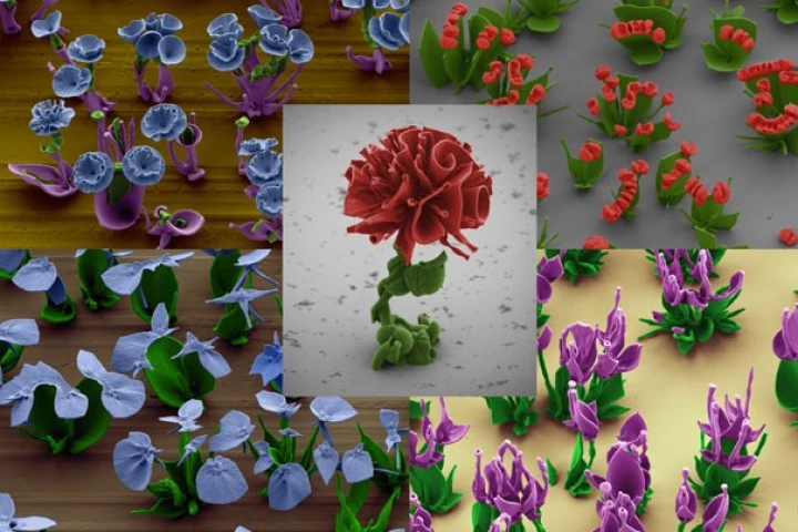 False-color scanning electron microscope images of some of the crystalline flowers