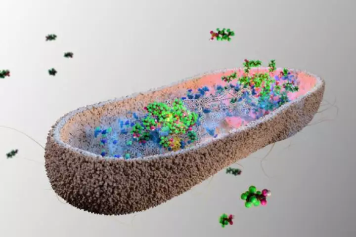 Certain gut bacteria has been found to soak up toxic PFAS chemicals allowing the body to excrete them as waste